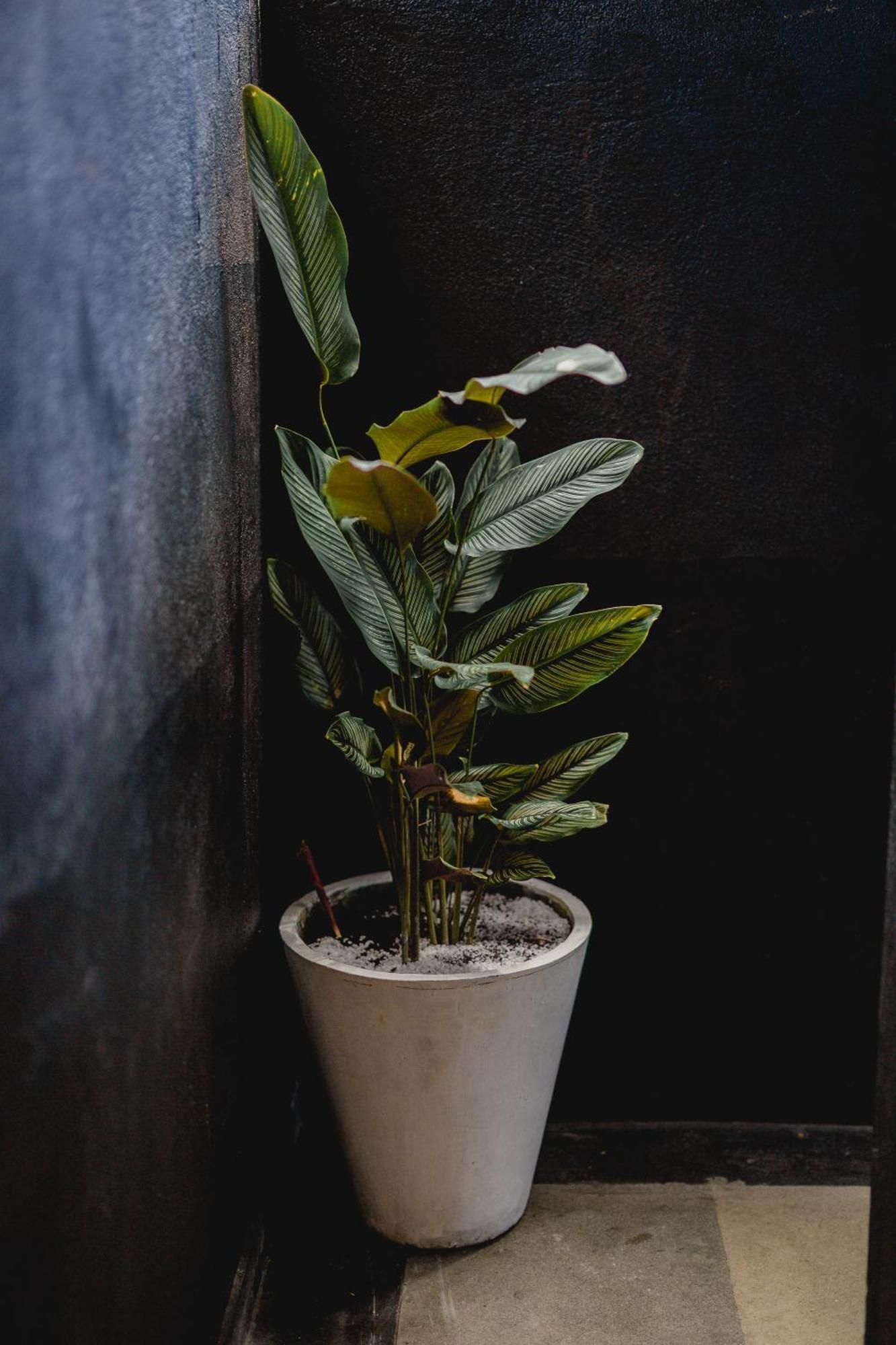 Sugar Hostel Weligama - Coliving & Coworking ภายนอก รูปภาพ